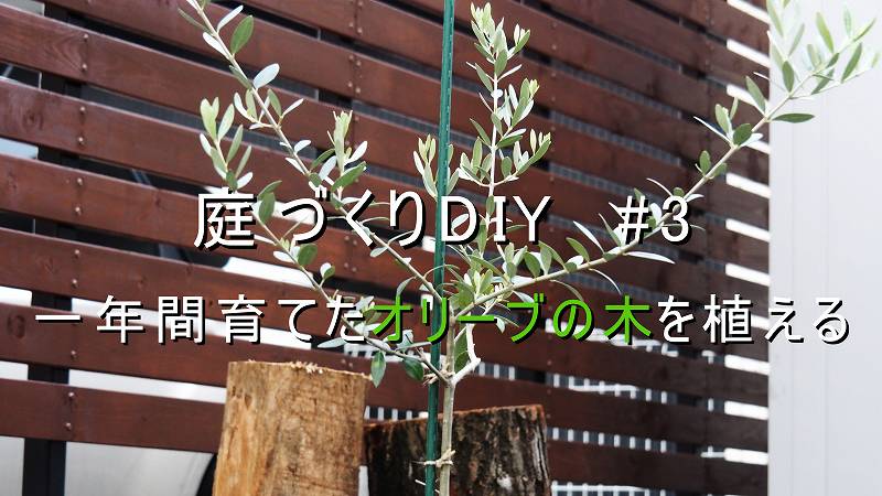 一年間鉢で育てたオリーブの木を庭に植え替え 庭づくりdiy 3 家づくり Diyブログ