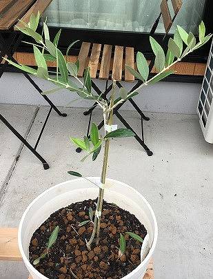 一年間鉢で育てたオリーブの木を庭に植え替え 庭づくりdiy 3 家づくり Diyブログ