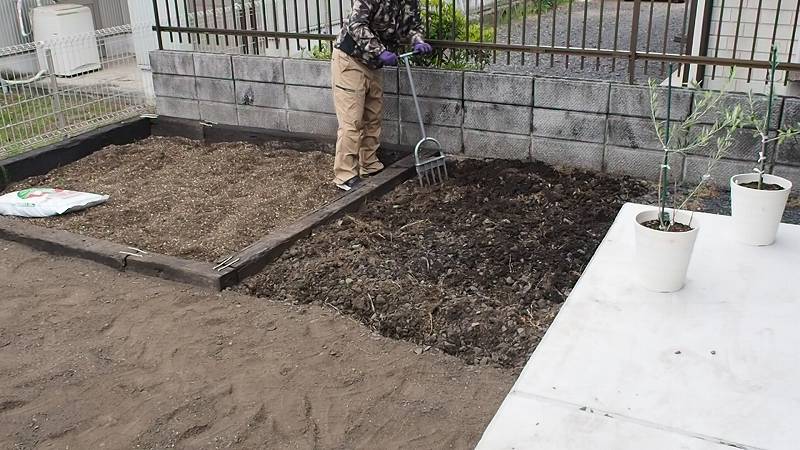 一年間鉢で育てたオリーブの木を庭に植え替え 庭づくりdiy 3 家づくり Diyブログ