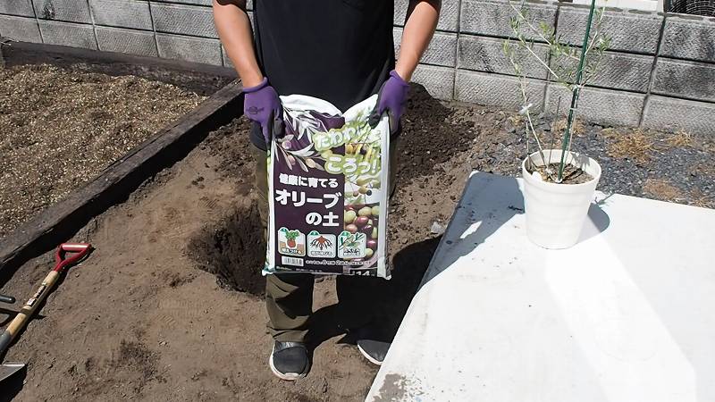 一年間鉢で育てたオリーブの木を庭に植え替え 庭づくりdiy 3 さいとうさんは 住宅不動産ライター