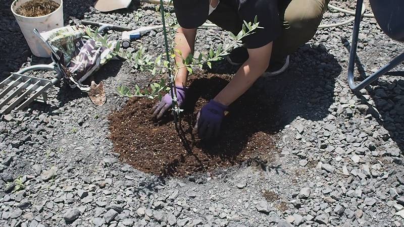 一年間鉢で育てたオリーブの木を庭に植え替え 庭づくりdiy 3 さいとうさんは 住宅不動産ライター