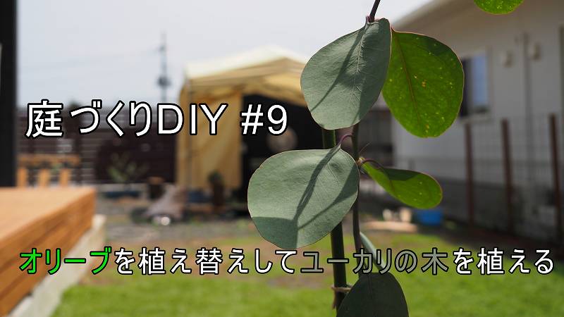 オリーブの木を浅植えで植え替えて新たにユーカリの木を植える 庭づくりdiy 9 家づくり Diyブログ