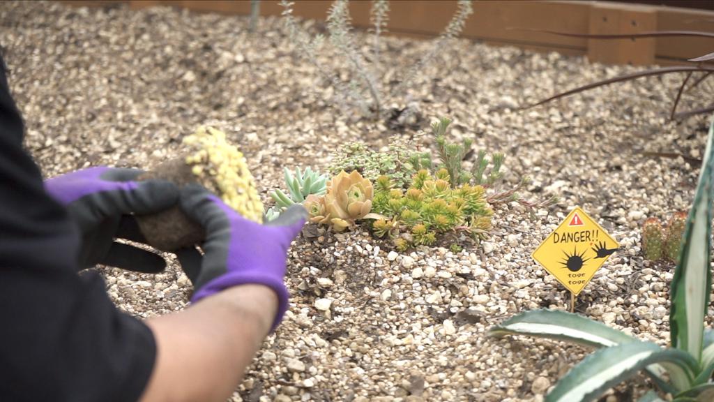 ドライガーデンが完成して2週間の植物の様子 土入れ 害虫対策 活力剤散布等でお手入れ 庭づくりdiy 30 家づくり Diyブログ