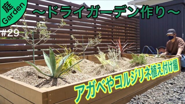 ドライガーデン作り アガベ コルジリネから１００均サボテンなど植え付け編 庭づくりdiy 29 Diy熱中教室