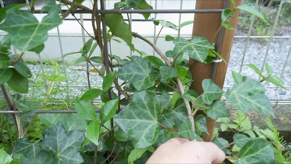 つる性植物のグリーンフェンスを作ってから1年後の成長と手入れ 庭づくりdiy 33 Craft Tree