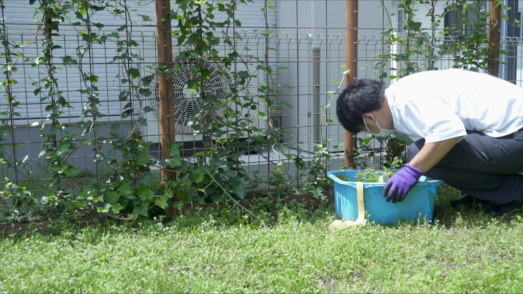 つる性植物のグリーンフェンスを作ってから1年後の成長と手入れ 庭づくりdiy 33 Craft Tree