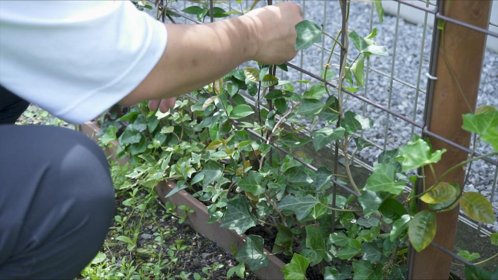 つる性植物のグリーンフェンスを作ってから1年後の成長と手入れ 庭づくりdiy 33 Craft Tree