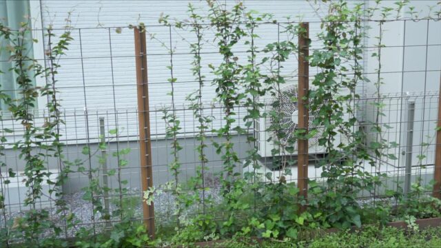 つる性植物のグリーンフェンスを作ってから1年後の成長と手入れ【庭づくりDIY33】｜家づくり DIYブログ