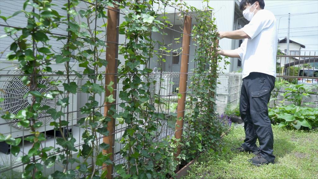 つる性植物のグリーンフェンスを作ってから1年後の成長と手入れ【庭づくりDIY33】｜家づくり DIYブログ